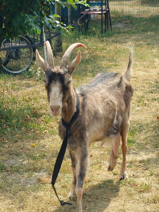 Koza alpejska wysoko  mleczna