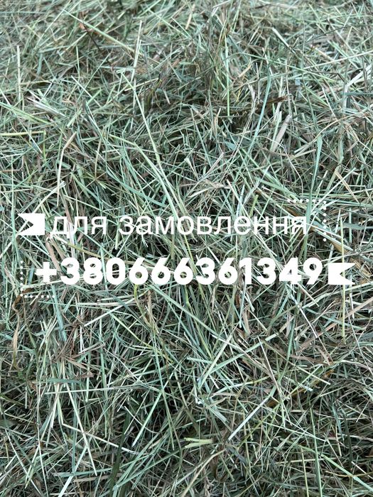 Сіно, сено, сено для  животных(кроликов, коров, коз, грызунов) от 1 тюка