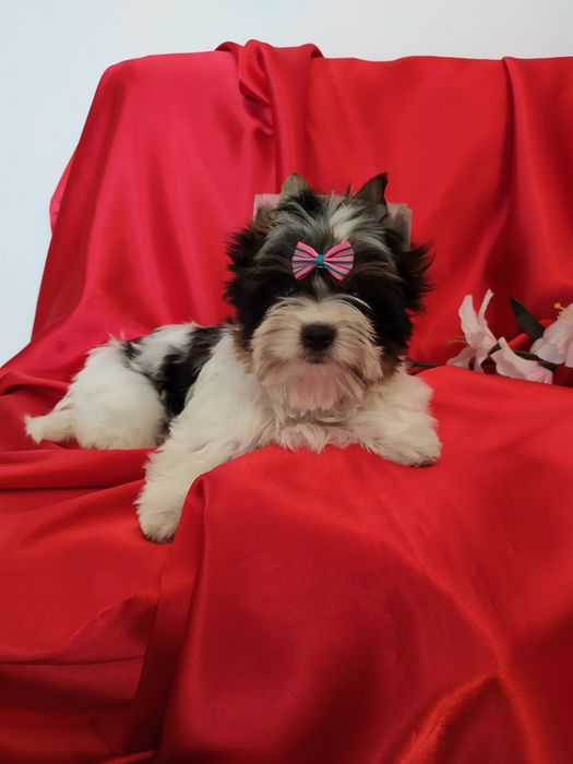 Samczyk Filip z metryką ZkwP/FCI Biewer Yorkshire terrier .