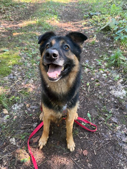 Benzo cudny psiak do adopcji