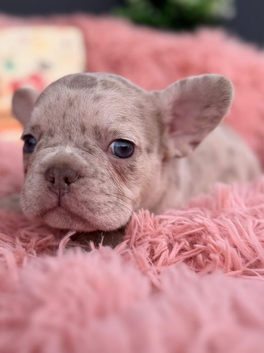 Menina buldog frances lilac merle