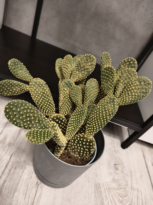 opuncja pallida microdasys yellow