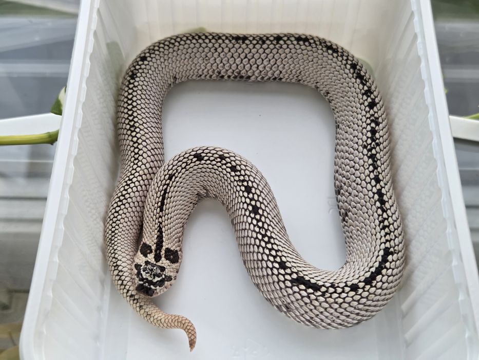 Samica Heterodon nasicus zachodni Super Arctic Super Conda het albino