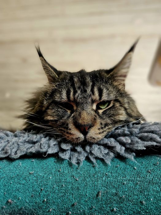 Smok w typie maine coon kot kocurek kociak szuka domu