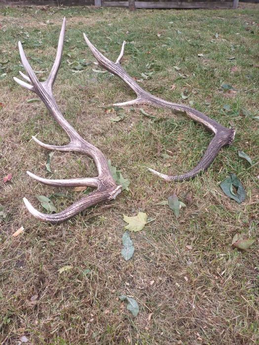 Рогі ,рога Оленя