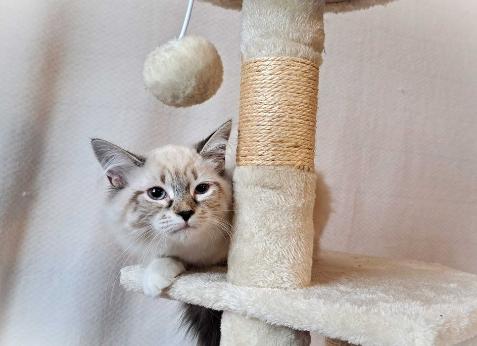 Kotka Neva Masquerade – żółta obróżka miot Mimi, Siła Syberii