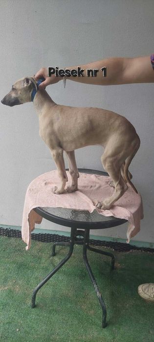 Chart Angielski Greyhund