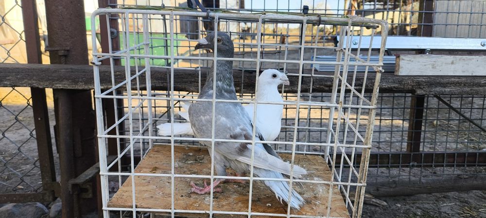 Sprzedam gołębie
