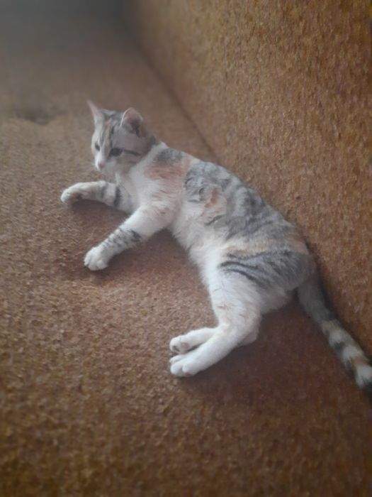 Одам кошку хорошим рукам