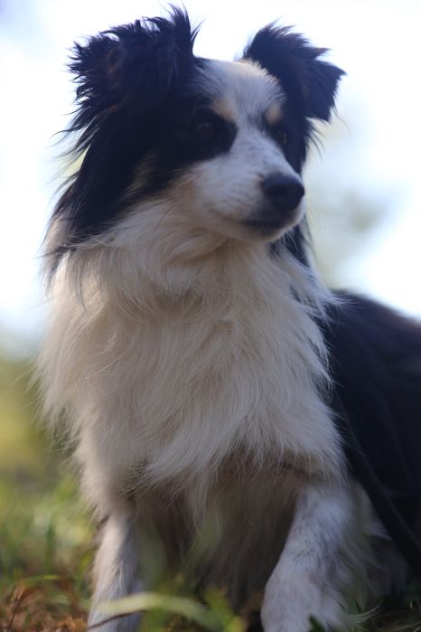 Віддам в добрі руки