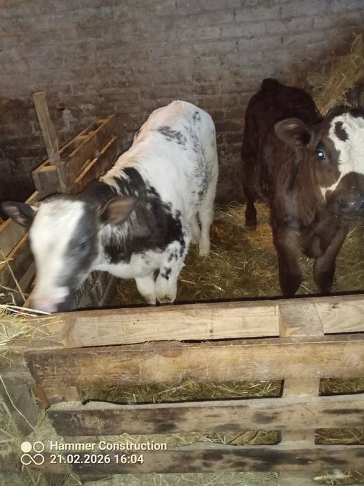 Sprzedam byki  miesne odsadki