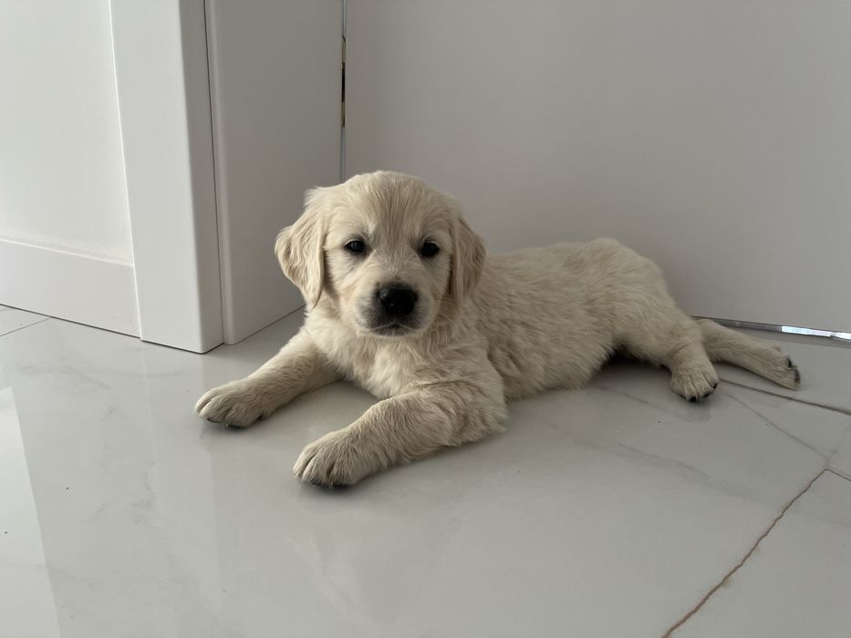 Szczenię SUCZKA Golden Retriever GOTOWA DO ODBIORU
