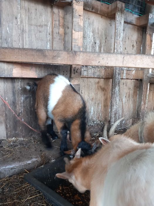 Cabrito macho 3 meses de idade