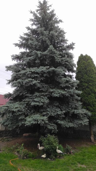 Ялинка блакитна красуня