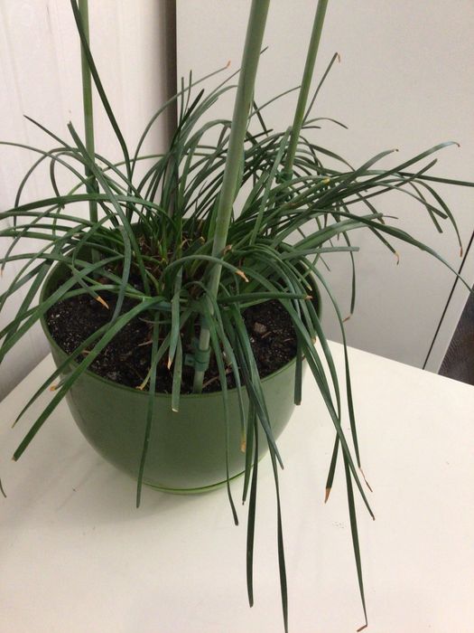 Чудесный комнатный нарцисс Зефирантес белый  цветки, молодой недорог