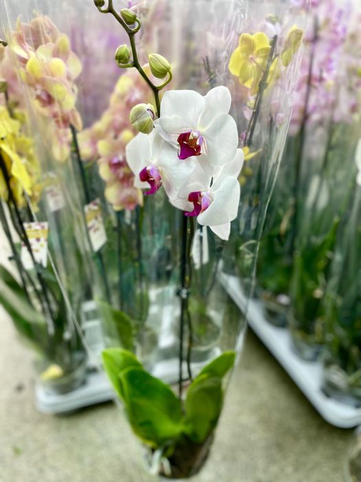 Фаленопсис Орхидея