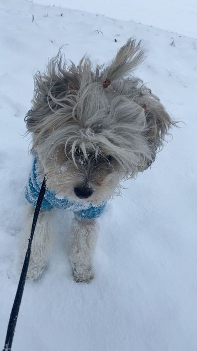 Oddam pieska w dobre rece