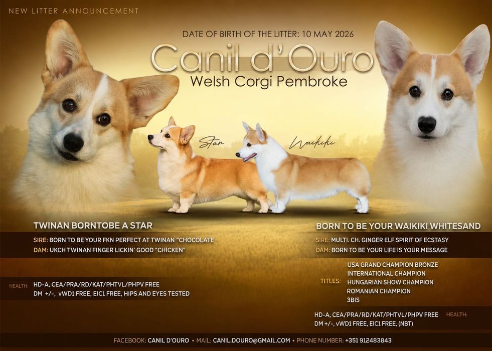 Cachorro Welsh Corgi Pembroke - Descendente de Campeões
