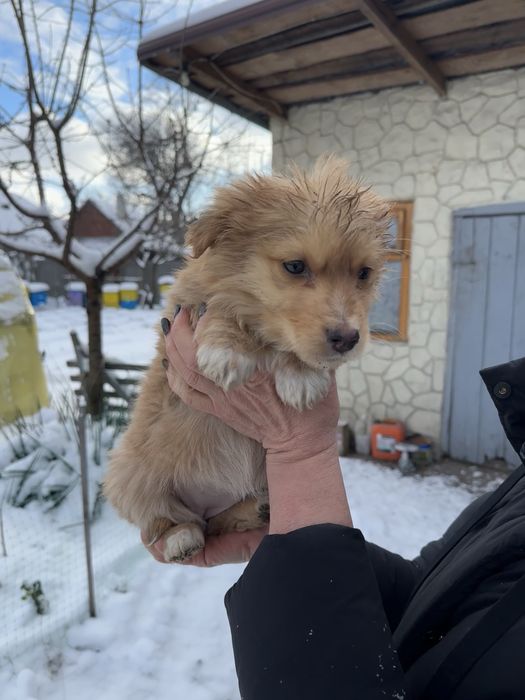 Цуценята шукають дім (від 22.10) - дівчинка