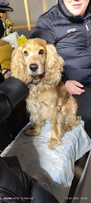 Вязка Кокер Спаниеля