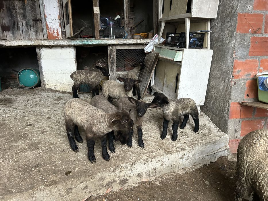Animais de quinta ouvelhas