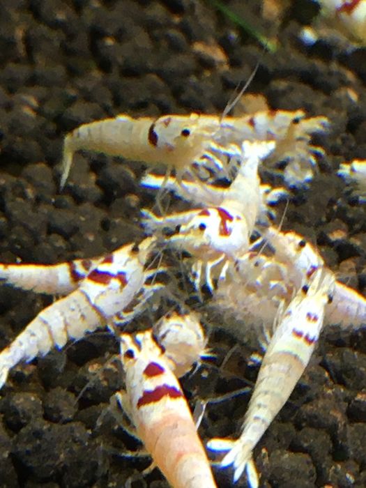 Krewetki caridina crystal red PRL
