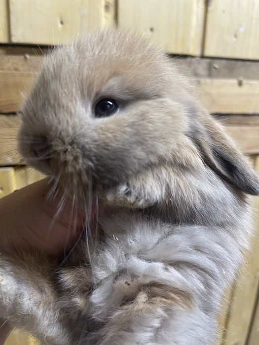 Міні Лоп, міні кролик, декоративний кролик ексклюзив