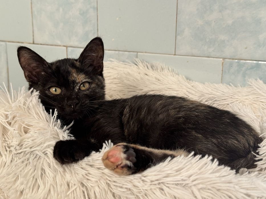 Муркотунка в пошуках сімʼї