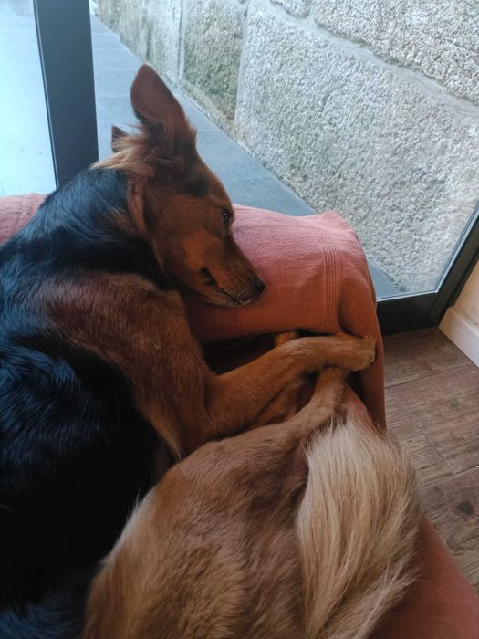 Cadela para adoção