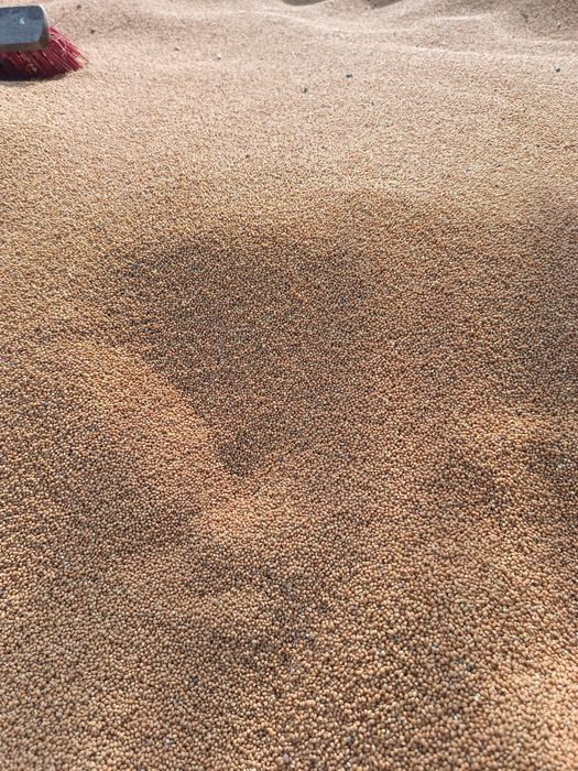 Proso nie pryskane dla papug