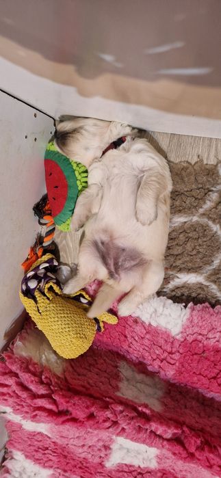 Golden Retriver ZKwP, FCI kremowy piesek