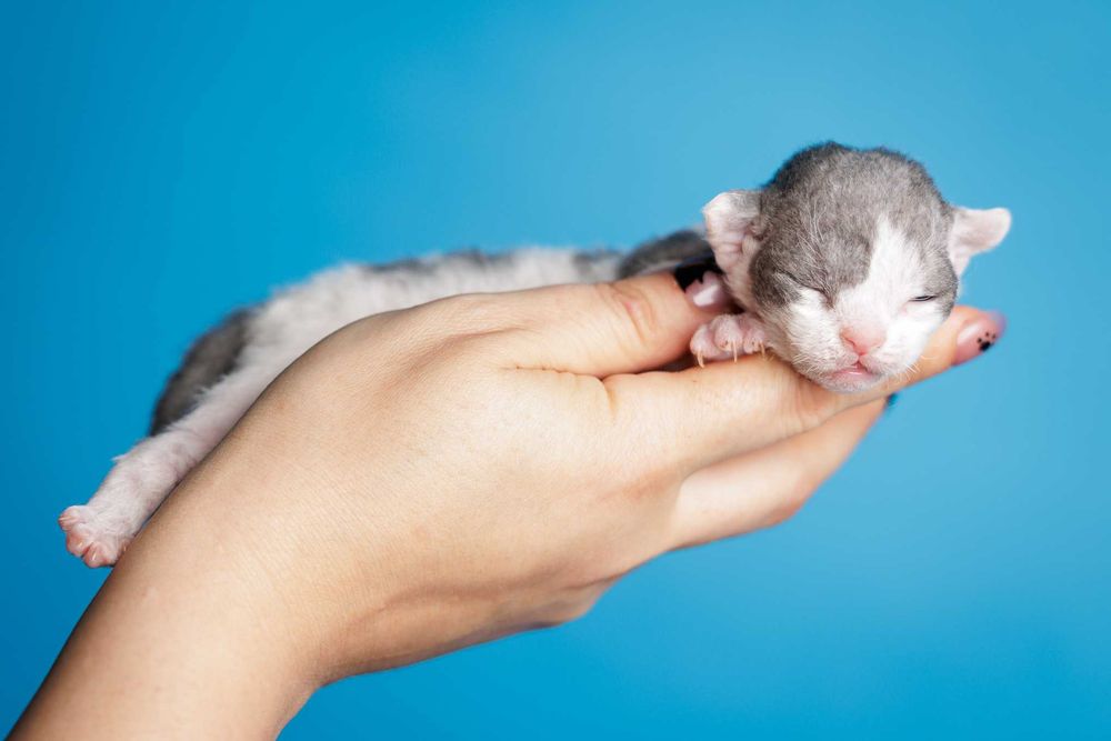 Devon Rex* Chłopczyk* Niebieski arlekin