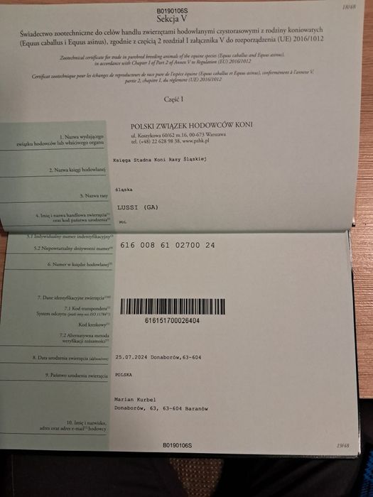 Sprzedam klaczka Śląska