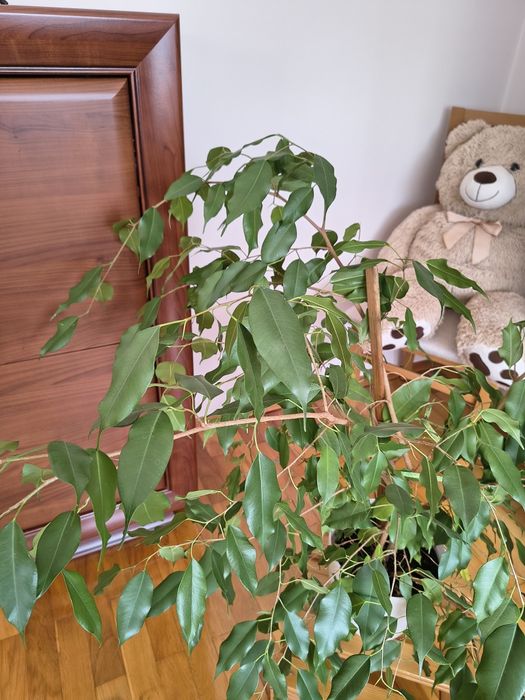 Ficus  Benjamin  figowiec