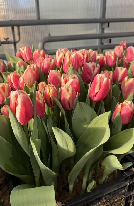 Тюльпаны к 8 марта, ОПТ розница ФОП