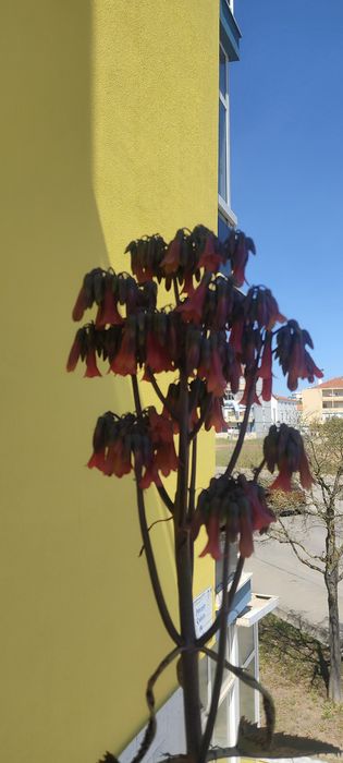 Suculentas Mãe-de-milhares – Kalanchoe daigremontiana
 Mãe-de-milhares