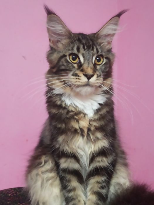 Мейн куночка готова до переїзду