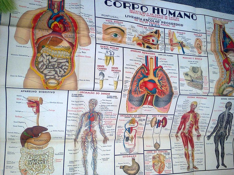 Corpo Humano (poster grande)