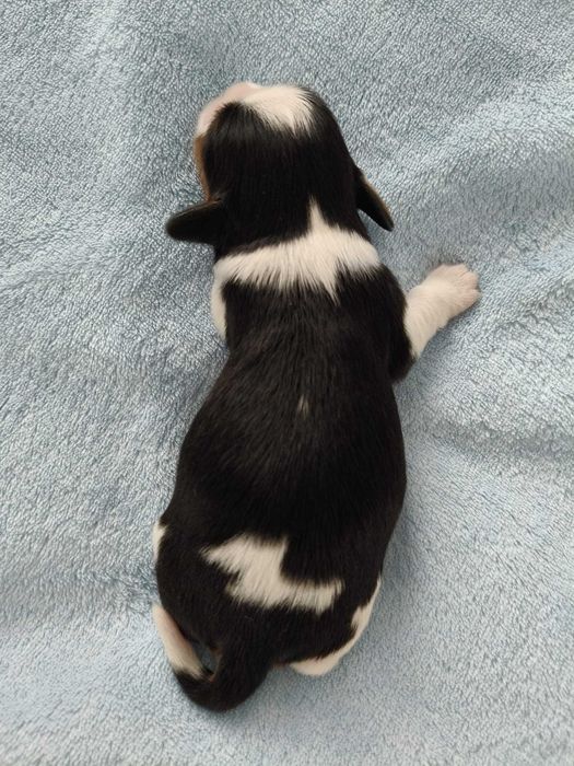 Cavalier King Charles Spaniel FCI szczenię