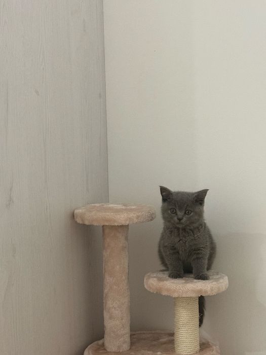 Gato British Shorthair