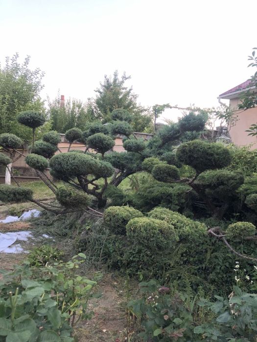 Бонсай (нівакі) з ялівця на 36 шляп