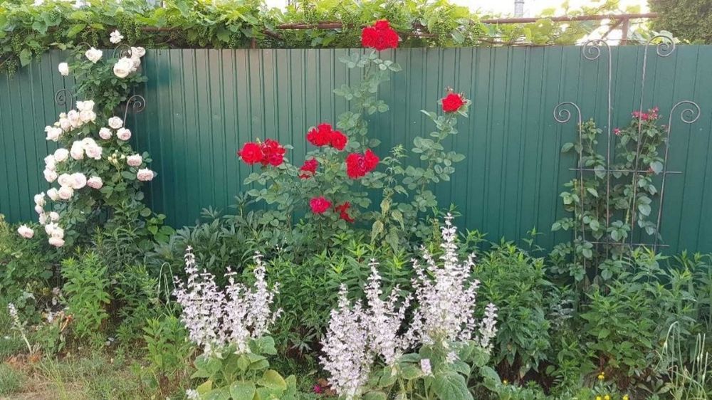Шалфей муск. лікарський АРОМАТНИЙ  багаторічник