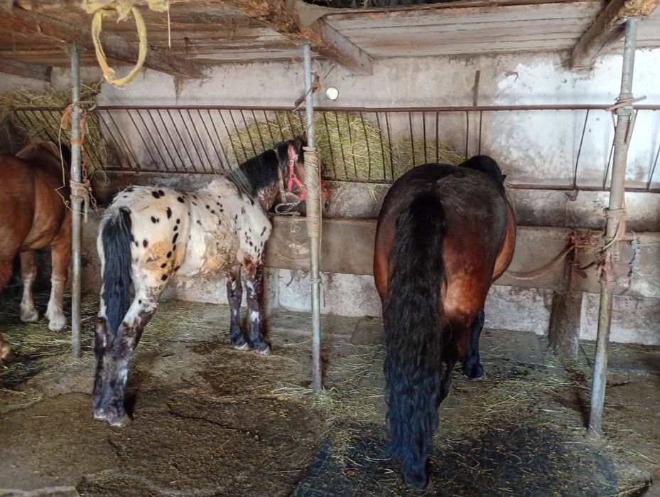 Witam sprzedam klacz