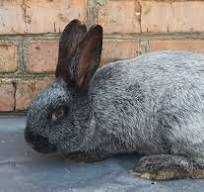 Паровані кролички  породи" ПОЛТАВСЬКЕ СРІБЛО"