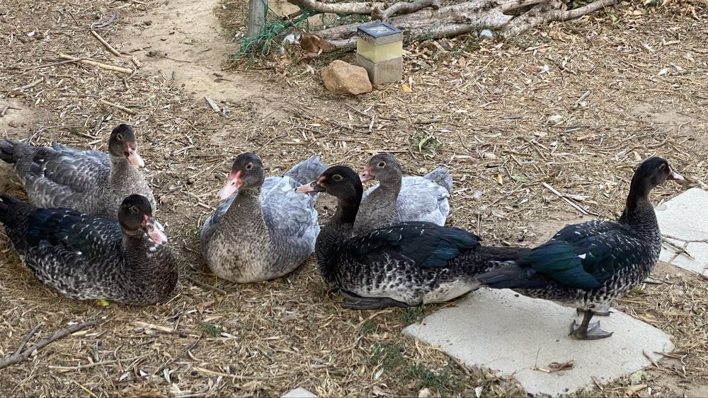 Vendemos patos para carne, para criacao ou ovos