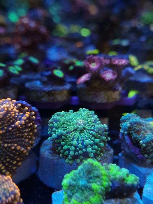 Ricordias yumma corais agua salgada