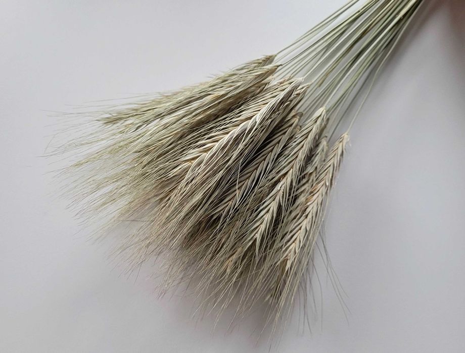 dodatki na komunię kłosy zboże pszenżyto owies