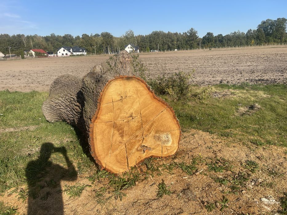 Sprzedam klode debowa