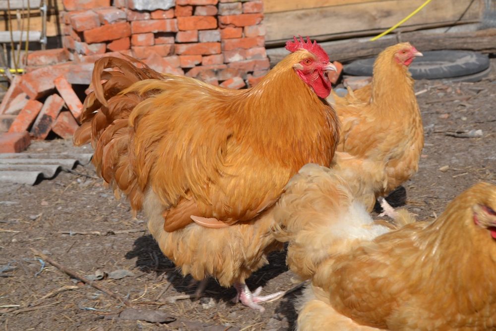 інкубаційні яйця породи Орпінгтон палевий!