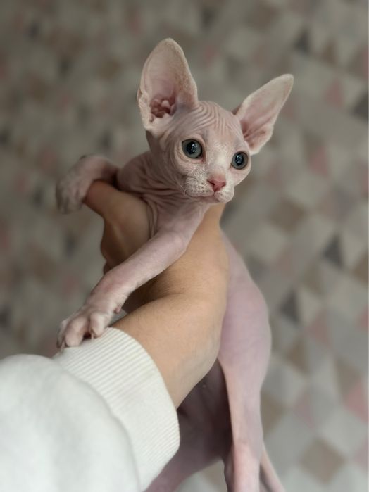 Девочка Сфинкс Очень ласковая